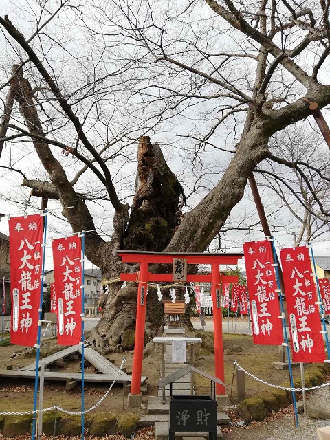 秩父今宮神社龍神木