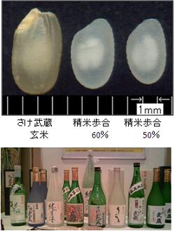 埼玉県産酒造好適米「さけ武蔵」