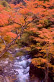 中津川（秩父市）