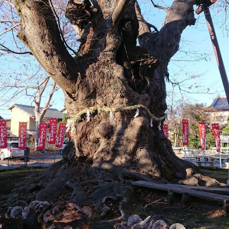 秩父今宮神社大けやき