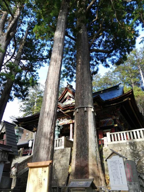 三峯神社ご神木（重忠杉）