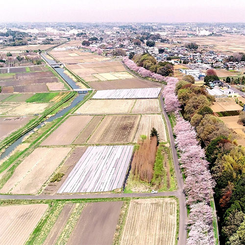 桜街道2