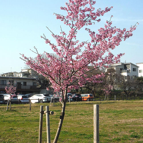 桜街道4