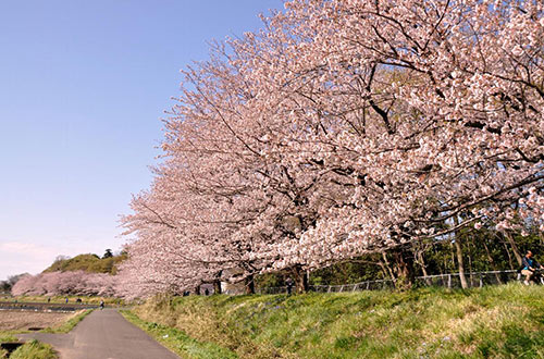 桜街道3