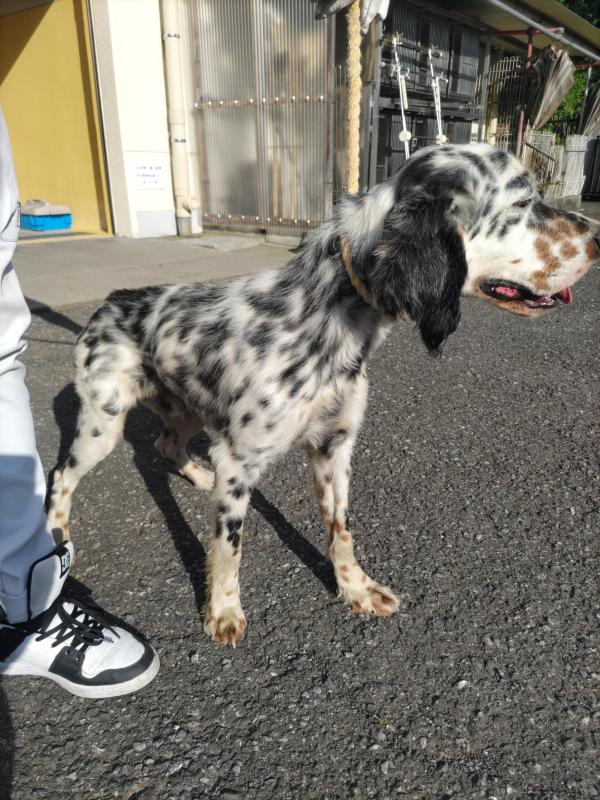 オス犬の写真一枚目
