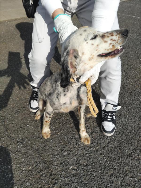 メス犬の写真一枚目