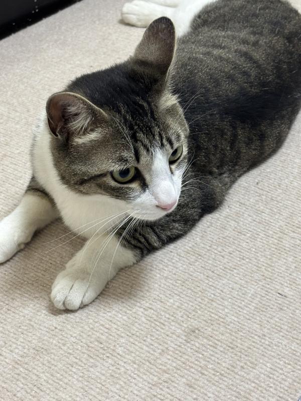 草加キジシロ1