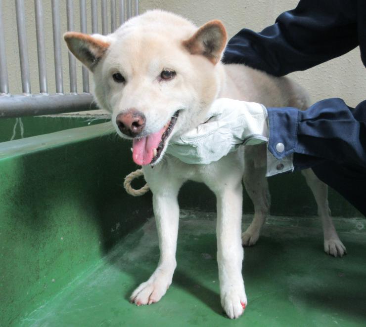 収容犬の写真