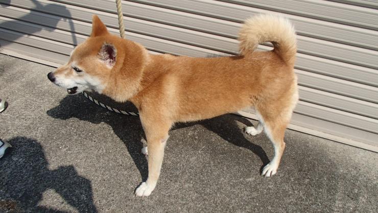 横