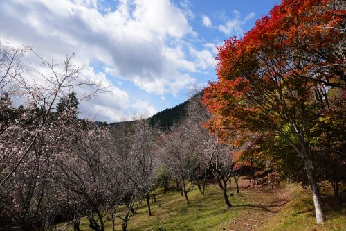 冬桜と紅葉