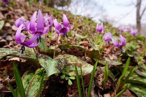 カタクリの花