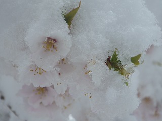 雪積もるエドヒガンの花