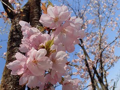 ゴテンニオイの薄紅色の花