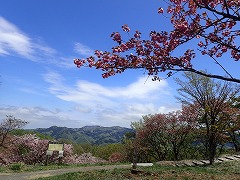 花の森入口山と桜