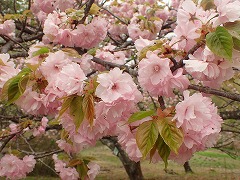 フクロクジュ満開の枝