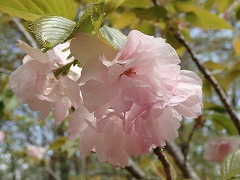 イトククリの垂れ下がる花