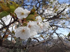 イズヨシノの開花した白い花