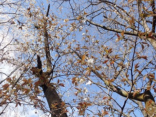 コマツナギの花と枝