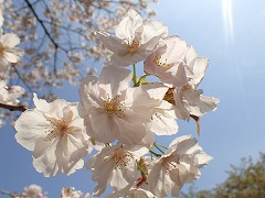 マザクラのうねる花びら