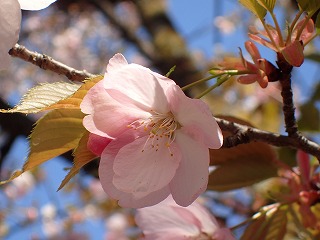 ミクルマガエシのうすい桃色の花