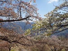ヤマザクラの赤とオオシマザクラの緑