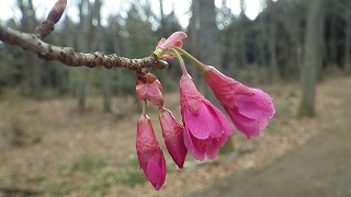 カンヒザクラの濃い紅色の花