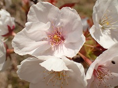 旗弁のあるオムロアリアケの花