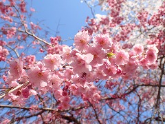 ヤエベニシダレの花つき