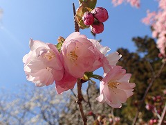 タカサゴの薄いピンク色の花