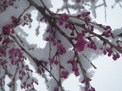 ヤエベニシダレのつぼみと雪