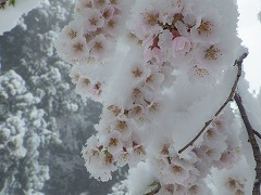 雪の中のエドヒガンの枝