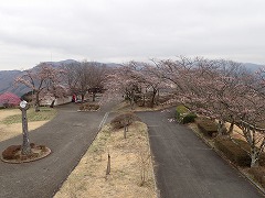 公園全体で6から7分咲き