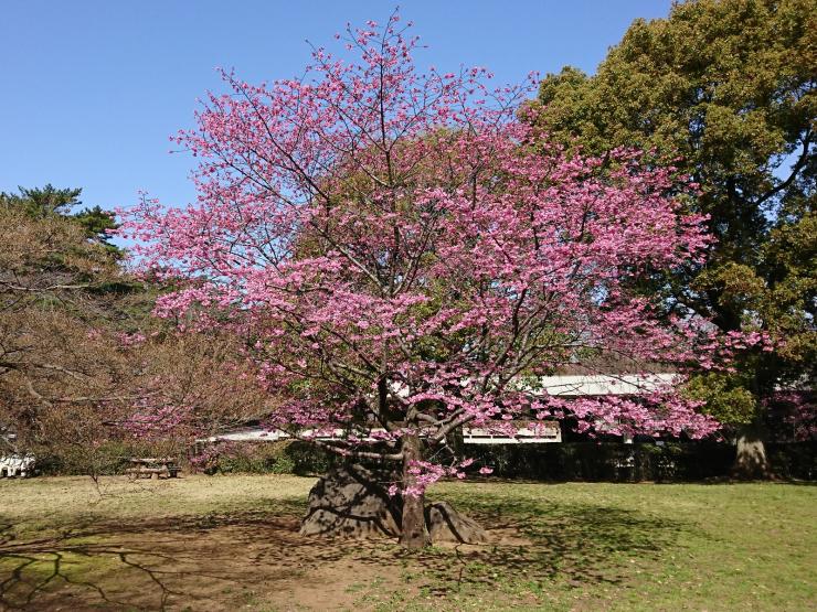 平成31年3月22日のミヤビザクラ1