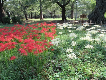 紅白のヒガンバナ