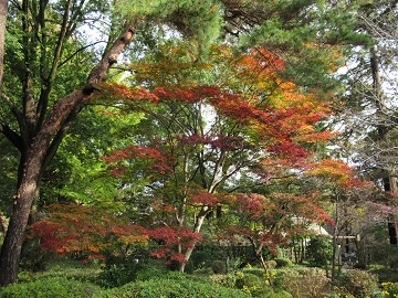 日本庭園紅葉
