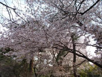 園路（大宮駅方面）に咲いているソメイヨシノ