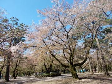 自由広場に咲くソメイヨシノ