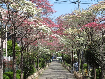 花水木通り