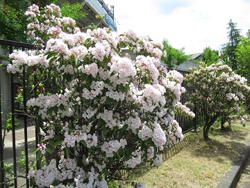 通路沿いにあるカルミアの木