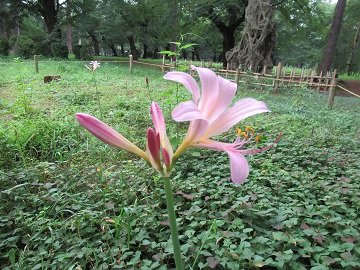 ナツズイセンの花