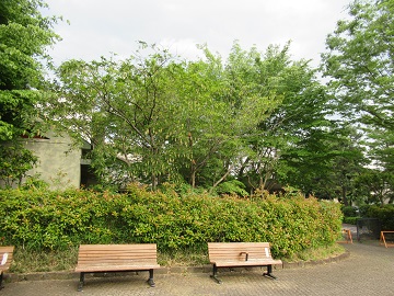 事務所西側のベンチの後ろ側にあるサワシバの木