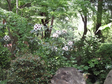 日本庭園の北側