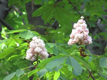 トチノキの花アップ