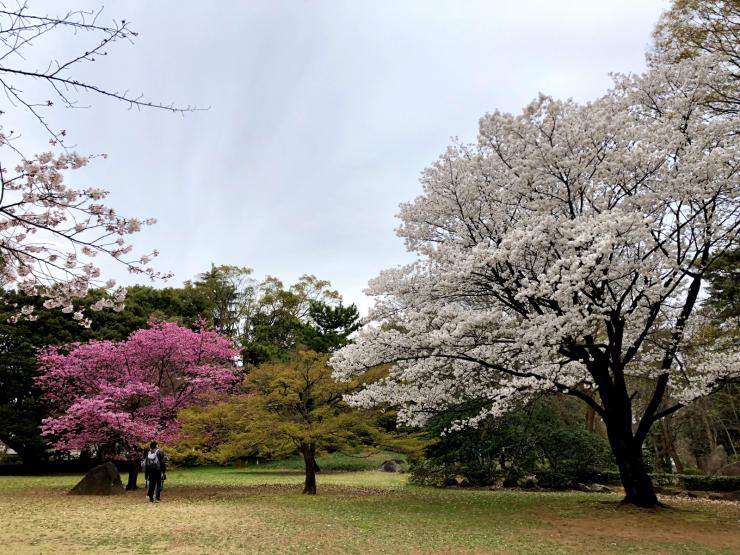 平成31年3月29日のミヤビザクラ