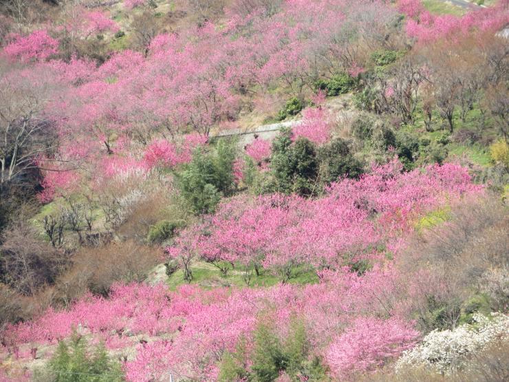 花桃1（東秩父村）