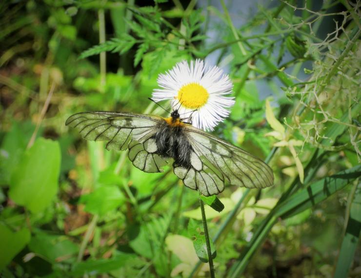 大霧山の花