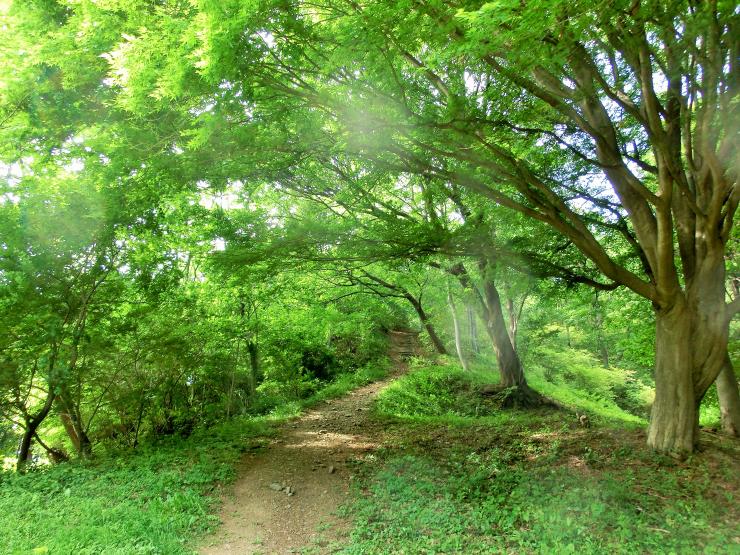 大霧山へ続く道