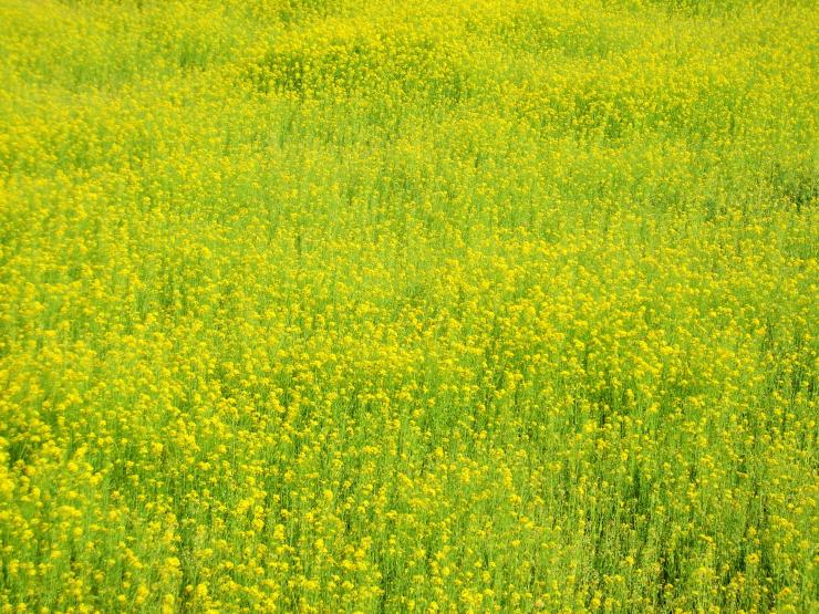 嵐山都幾川桜堤（菜の花）