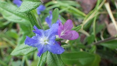 ホタルカズラの青と紫の花