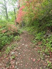 紅い花びらのじゅうたん